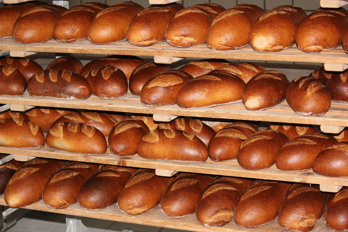 Frisch gebackene Brote in der Backstube der Bäckerei Konditorei Ibo Beck